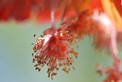Fagus sylvatica 'Purpurea'- buk lesní 'Purpurea' (červený) - květ detail